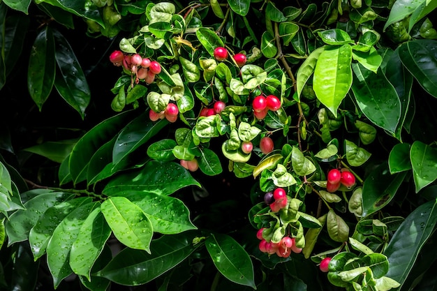 Racimo de grosellas de bengala o fruta tropical agridulce de Christ's Thorn en el árbol