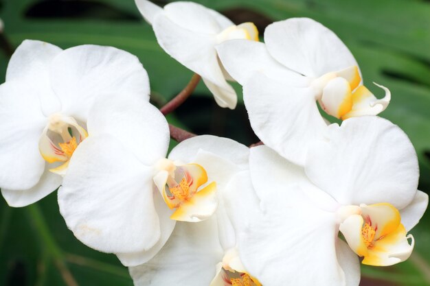 Racimo de hermosas flores de orquídeas blancas