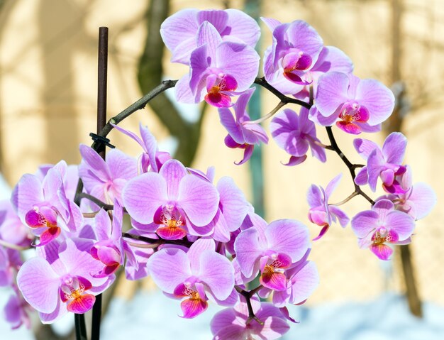 Racimo de hermosas flores de orquídeas rosa-magenta en la nieve