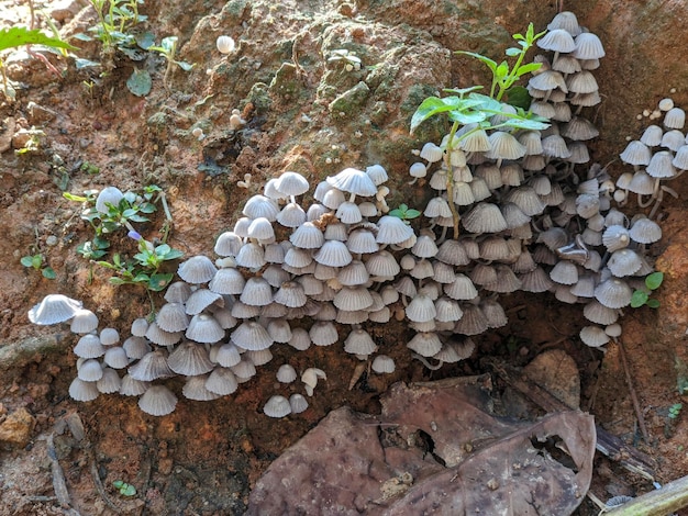 Un racimo de hongos en el suelo