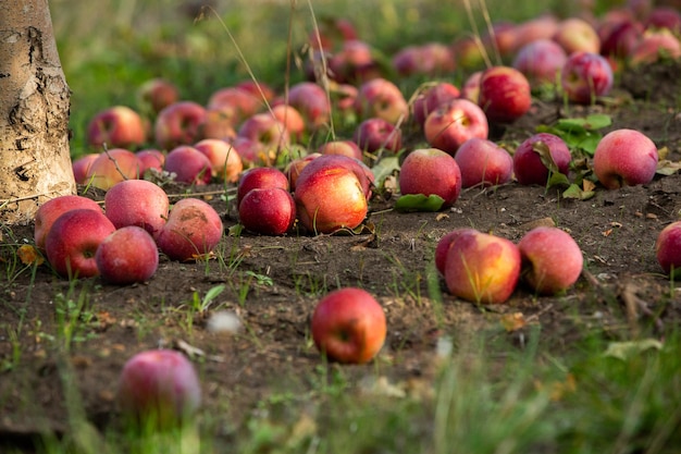 Foto racimo de manzanas rojas maduras todavía en el árbol esperando ser recogidas