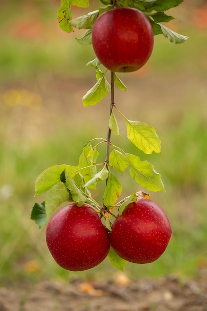 Racimo de manzanas rojas maduras todavía en el árbol esperando ser recogidas