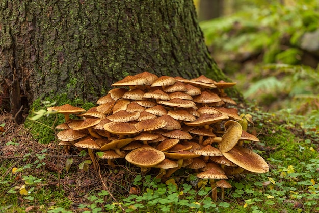 Racimo de muchos hongos amarillos de la madera que crecen en tocón viejo en el bosque