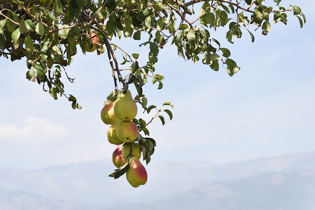 Racimo de peras maduras colgando de la rama de un peral al aire libre.