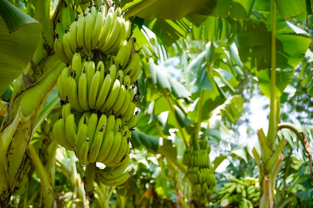 Racimo de plátano verde en el campo de la agricultura.