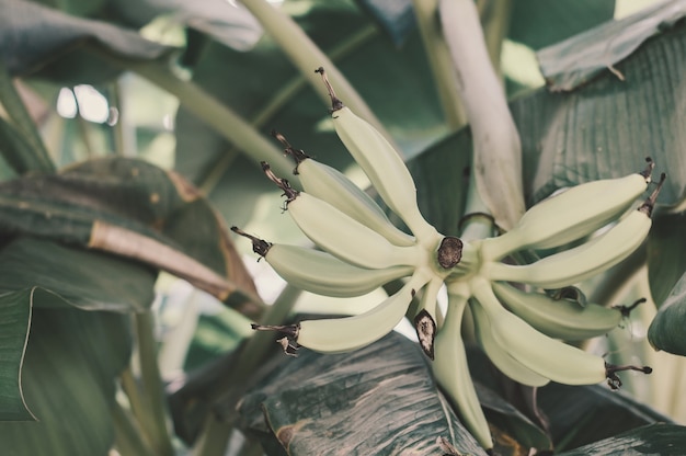 Racimo de plátanos en un árbol