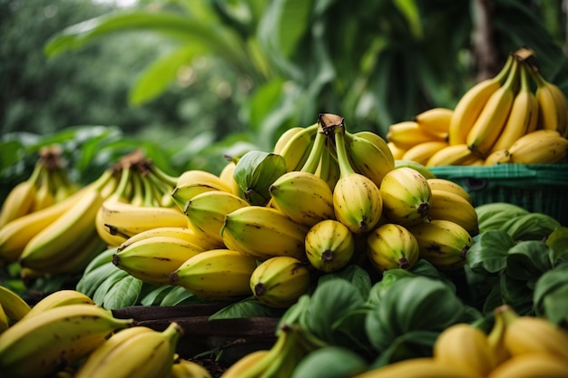 Racimo de plátanos en una cesta en el suelo en el jardín Racimo de plátanos sobre fondo amarillo Min