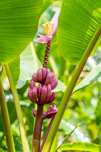 Racimo de plátanos rosados en la palmera verde en Indonesia, cerrar