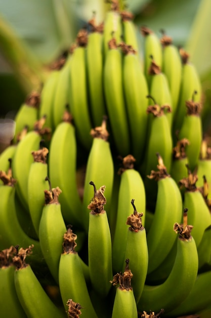 Un racimo de plátanos verdes al lado de un árbol de plátano