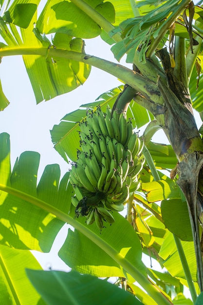 Racimo de plátanos verdes en palmera de plátano en el jardín tropical. Isla de Bali, Indonesia