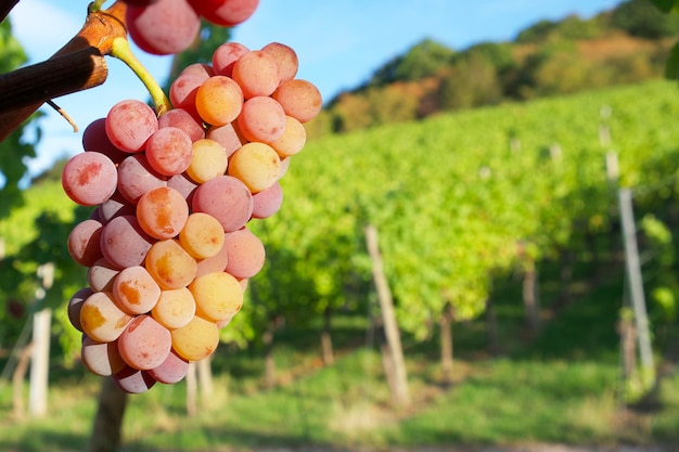 racimo rosa de uvas moscatel en un viñedo