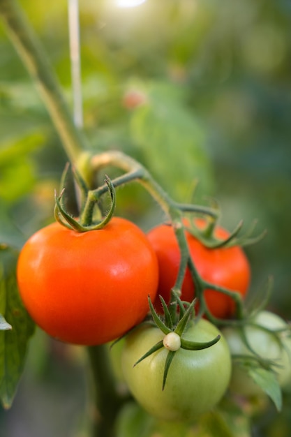 Racimo de tomate maduro en invernadero