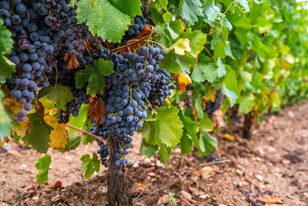 Racimo de uva cannonau en el viñedo, Jerzu Cerdeña, Italia