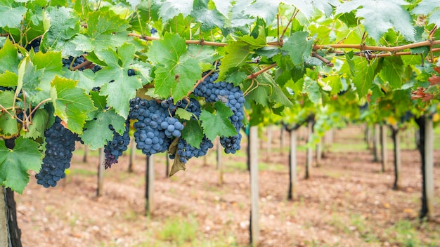 Racimo de uva cannonau en el viñedo, Jerzu Cerdeña, Italia