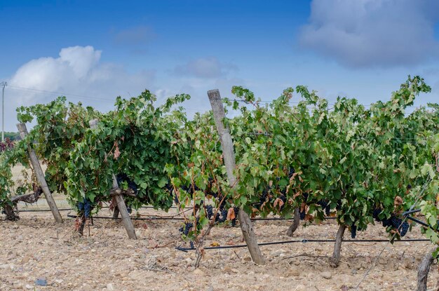 racimo de uva negra colgando de la planta de vid en el viñedo