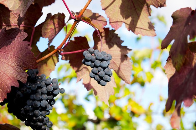 un racimo de uvas azules contra una hoja de uva roja en el viñedo