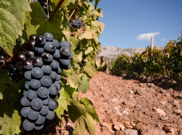 Racimo de uvas azules en Crimea Ucrania