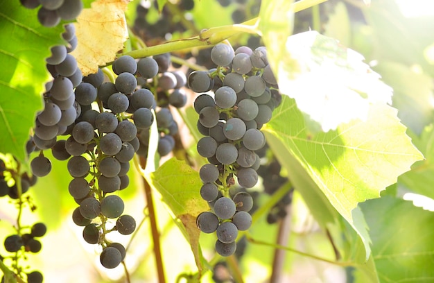 Racimo de uvas azules en la vid a la luz del sol