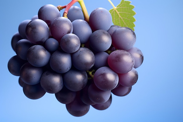 Foto el racimo de uvas azules