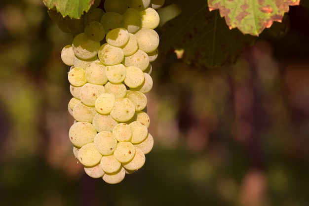 Racimo de uvas blancas closeup