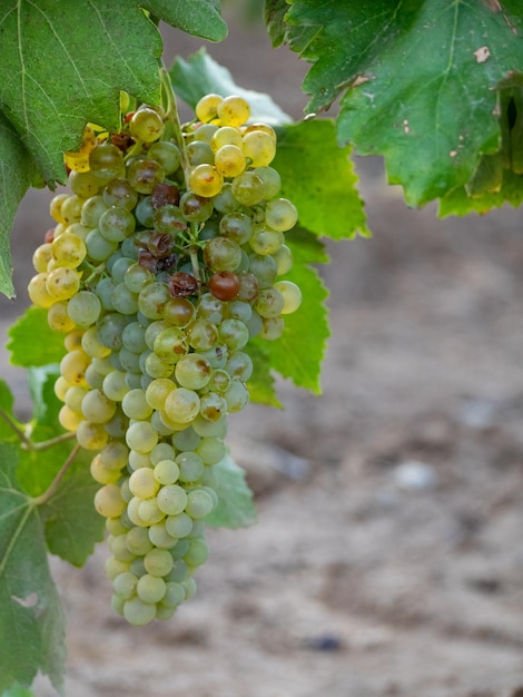 Racimo de uvas blancas de una vid Concepto de agricultura