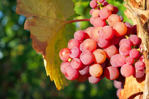 racimo de uvas de color rosa suave en los rayos del atardecer en un viñedo