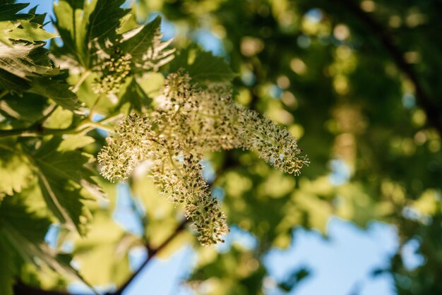 Racimo de uvas en flor joven en la vid de uva en el viñedo con el cielo del atardecer en el fondo