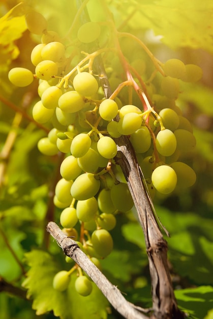 Racimo de uvas con hojas verdes
