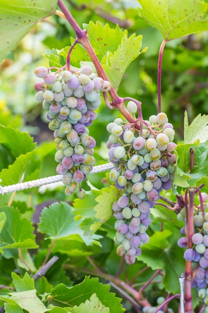 Racimo de uvas con hojas de vid verde en canasta sobre mesa de madera