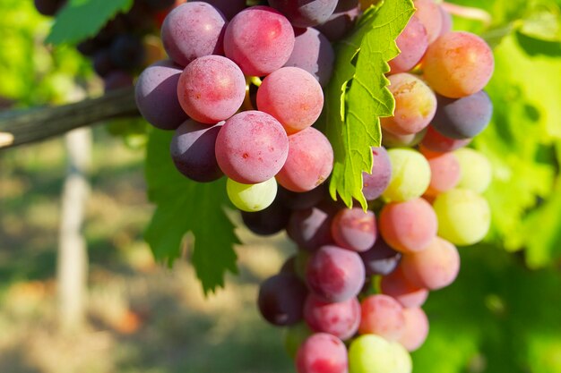 racimo de uvas madurando en el viñedo en una tarde soleada en Alemania