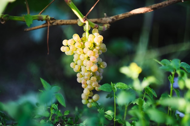 Racimo de uvas maduras cuelga de una vid.