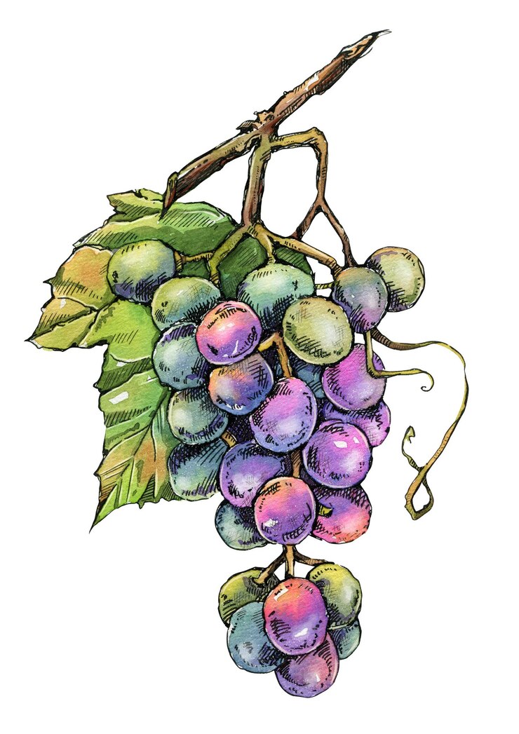 Foto un racimo de uvas maduras dibujadas a mano con tinta y acuarela ideal para el diseño de envases