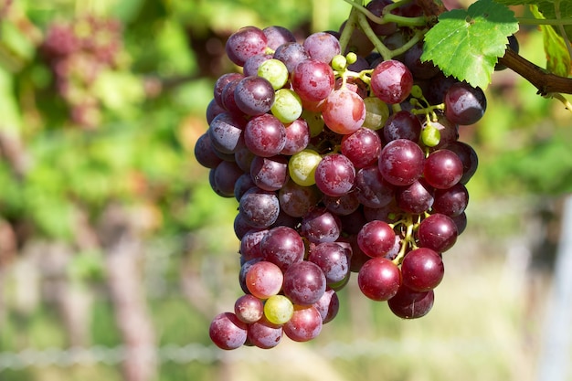 Racimo de uvas maduras en el viñedo.