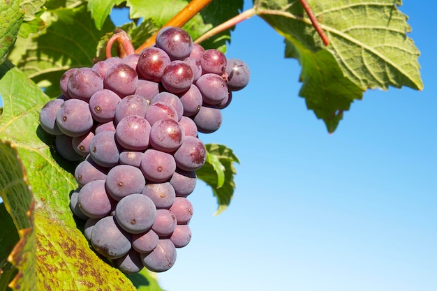 racimo de uvas moradas con hojas verdes en el fondo del cielo azul