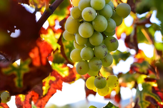 Racimo de uvas moscatel blancas colgando de la planta de vid