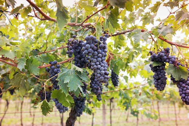 Racimo de uvas negras maduras en una vid