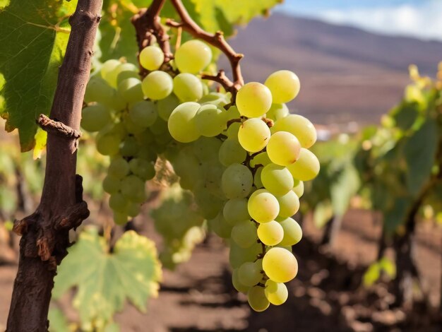 Foto un racimo de uvas que están en una vid