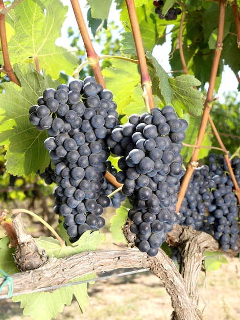 Un racimo de uvas que están en una vid