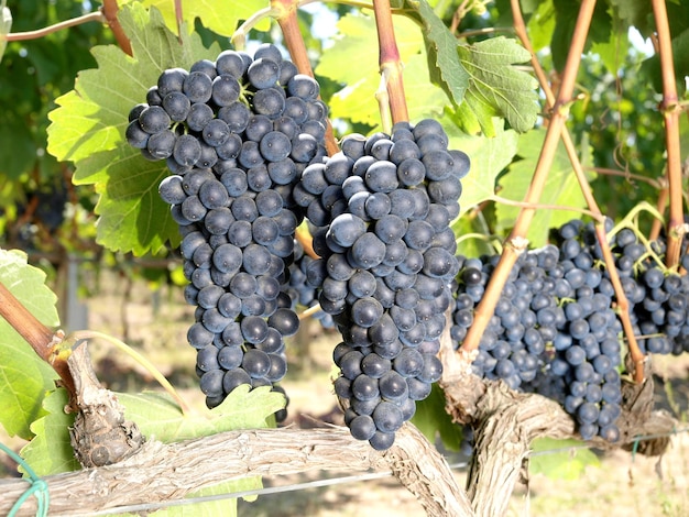 Un racimo de uvas que están en una vid