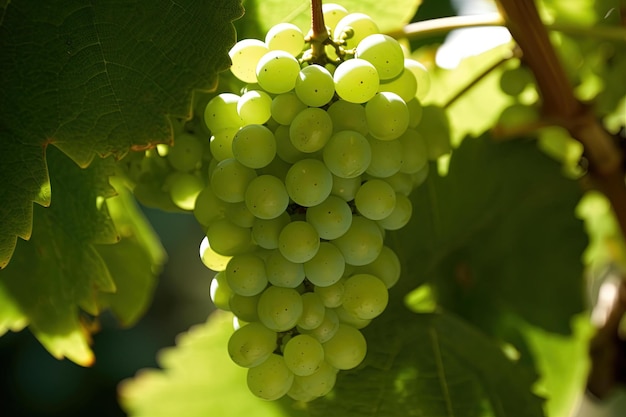 Foto un racimo de uvas que son verdes y blancas.