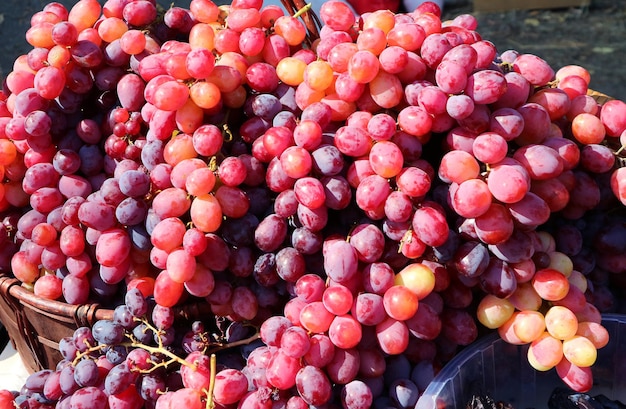 Racimo de uvas rojas maduras en la luz del sol