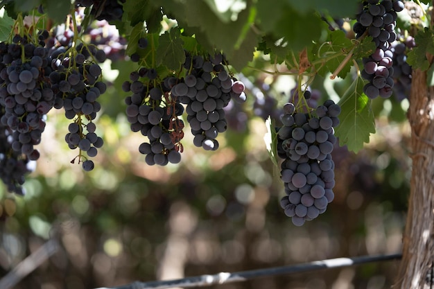 Racimo de uvas rojas en una vid con hojas verdes alrededor