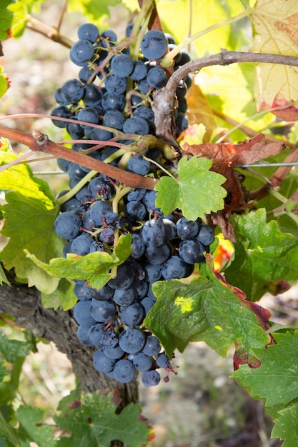 Racimo de uvas rojas en la vid con hojas verdes