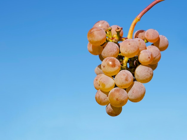 un racimo de uvas rosas suaves sobre un fondo de cielo azul