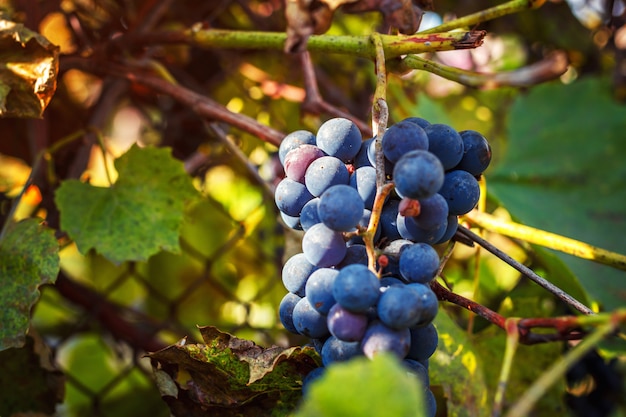 Un racimo de uvas en el sol de la mañana.