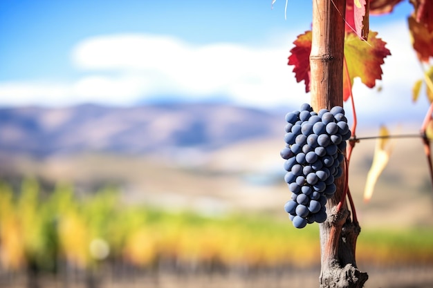Foto el racimo de uvas syrah con un telón de fondo de valles de vino