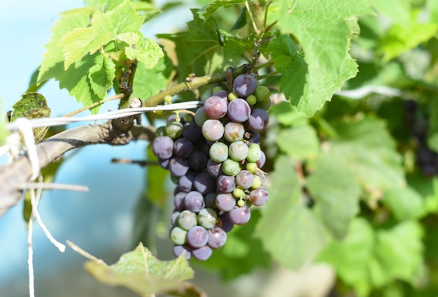 Racimo de uvas verdes colgando de una rama