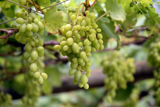 Racimo de uvas verdes colgando en el viñedo