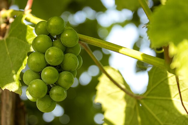 Racimo de uvas verdes inmaduras cuelga contra el fondo de hojas de parra