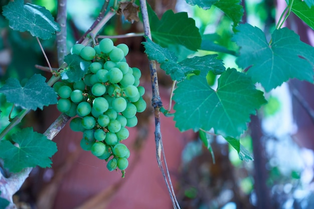 Un racimo de uvas verdes en una rama de vid